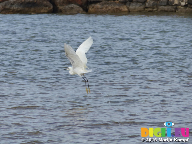 FZ027830 Little Egret flying